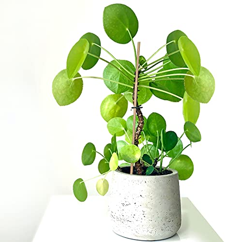 Natural Bamboo Garden Stakes, 20pcs Plant Sticks 18 inches - view 6