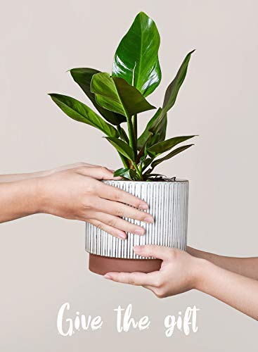 Ceramic Pots for Plants, 8+6.7+5.5 Inch Plant Pots Indoor, Flower Pot with Drainage Holes, Medium Cylinder Planters for Indoor House Plants, Set of 3, Reactive Glaze White - view 4