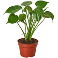 Philodendron Monstera Split-Leaf Live Plant | Houseplants in 4'' & 6'' Pot