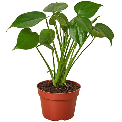 Philodendron Monstera Split-Leaf Live Plant | Houseplants in 4'' & 6'' Pot