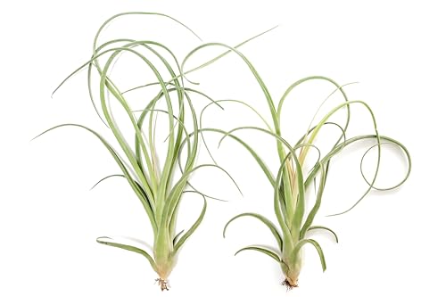 Tillandsia Curly Slim (T. Intermedia x T. Streptophylla) Air Plant - Succulents - Live Tillandsia - Easy Care Indoor and Outdoor House Plants (Pack of 1) - view 4