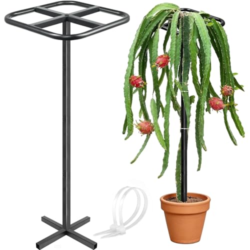 Extra Thick Adjustable Dragon Fruit Trellis, Metal Plant Trellis