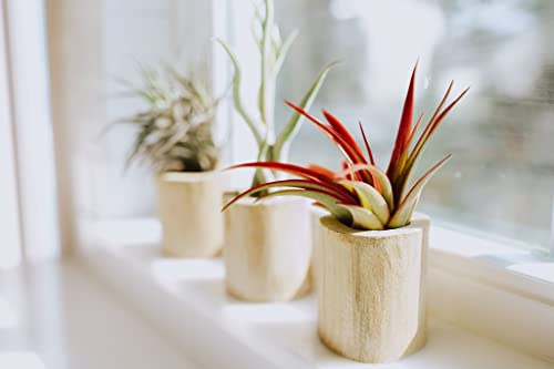 3 Pack XL Tillandsia Caput Medusae Air Plant - Live Tillandsia - Easy Care Indoor and Outdoor House Plants (Pack of 3) - view 3
