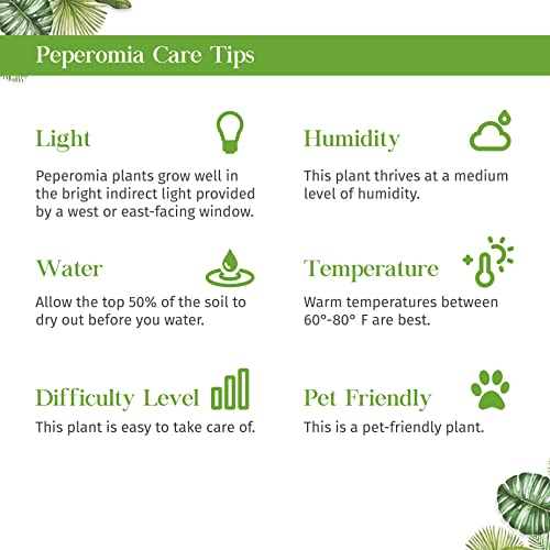 Peperomia Hope Live Plant for Indoor | Houseplants in 4'' & 6'' Pot - view 5