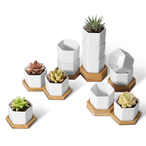 Small Succulent Pots 12 Pack, Mini Flower Planters with Drainage White