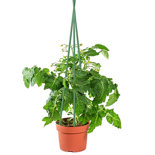 25 PCS 48" Plant Stakes Garden Tomato Sticks for Outdoor Plants - view 2