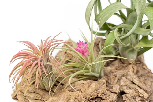 Medium Tabletop Cork Bark Display with 3 Tillandsia Air Plants - Wholesale and Bulk - Succulents - Live Tillandsia - Easy Care Indoor and Outdoor House Plants - view 2