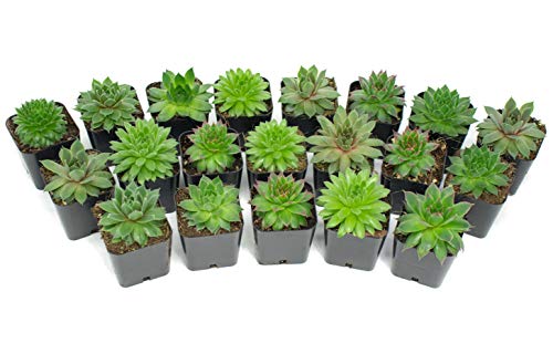 Succulent Plants | 5 Sempervivum Succulents | Rooted in Planter Pots with Soil | Real Live Indoor Plants | Gifts or Room Decor - view 6