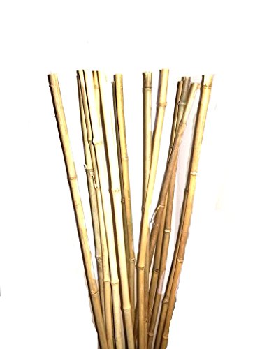 Natural Thick Bamboo Stakes 5 Feet Tall About Half Inch Diameter - Pack of 8 (Natural Yellow)