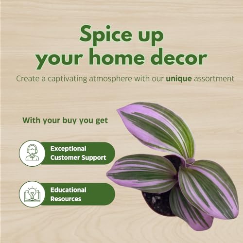 Wandering Dude Assortment, Tradescantia Variety, 2 inch, Set of 3 Tiny Mini Pixie Plant - view 6
