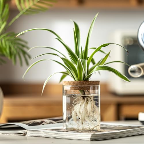 Glass Plant Propagation Stations for Plants – Set of 4(2 Large & 2 Small) Hydroponic Vases for Plant Cuttings,Flower Arrangements, Home & Office Decor–Desktop Vases for Living Room, Bedroom (4) - view 4