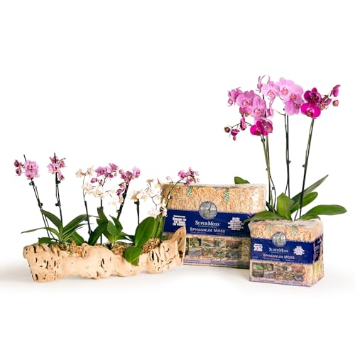 (22325) Orchid Sphagnum Moss Dried, Natural, 1 Pound Mini Bale - view 4
