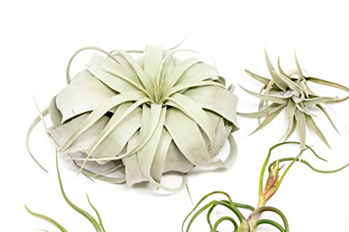 5 Pack of Large Tillandsia Air Plants - Xerographica, Juncea, Bulbosa, Caput Medusae & Harrisii- Live Succulent House Plants Availabe in Wholesale and Bulk - Easy Care Indoor and Outdoor Plant - view 2