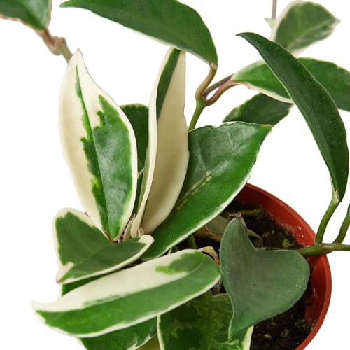 Hoya Carnosa Tricolor Live Plant for Indoor | Houseplants in 4'' & 6'' Pot - view 3