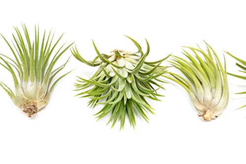 12 Pack Assorted Large Ionantha Rubra Air Plants - Live Succulent House Plants - Available in Wholesale and Bulk - Home and Garden Decor - Easy Care Indoor/Outdoor Air Plant - view 2