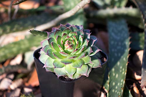 Succulent Plants | 5 Sempervivum Succulents | Rooted in Planter Pots with Soil | Real Live Indoor Plants | Gifts or Room Decor - view 4