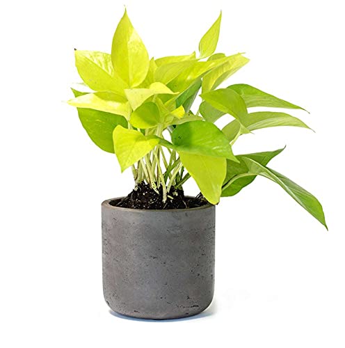 Pothos Neon Live Plant for Indoor | Houseplants in 4'' & 6'' Pot - view 4