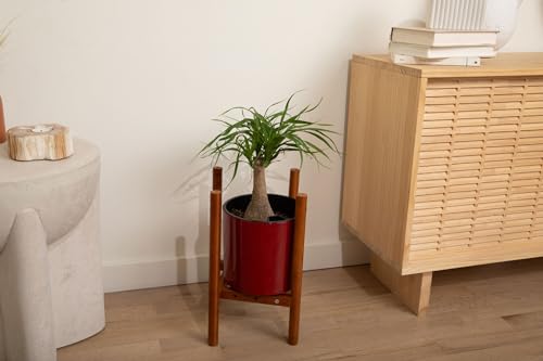 8 inch Self Watering Plant Pot for Indoor Plants, African Violets, Succulents, The Aqua Core Collection (Ruby Red) - view 5