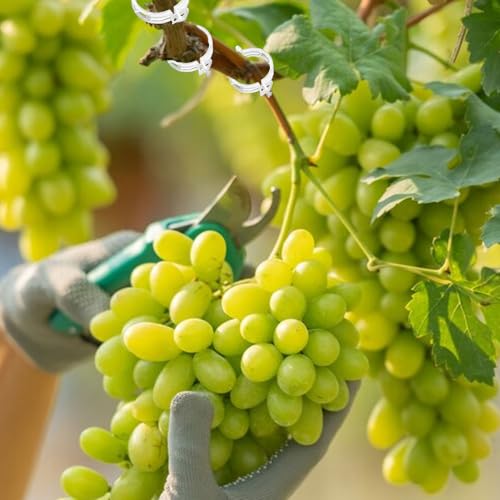 Plant Support Clips Reusable Garden Clips, Secured Plastic Plant Clips, Tomato Support Clips for String Trellis for Climbing Plants Outdoor Indoor Plant Flowers Stem Vine Fixing Clips (300, Green) - view 6