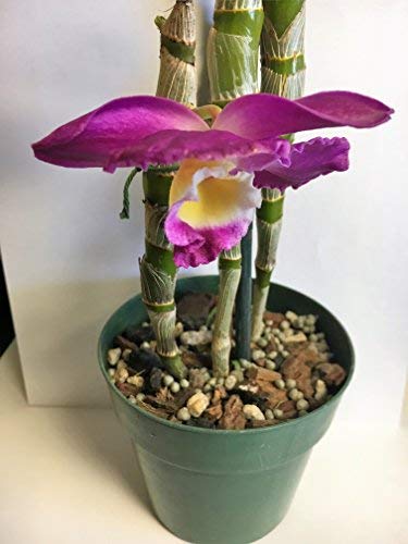 Potting Soil with Perlite, peat Moss, Coconut, Charcoal and Orchid bark for Cattleya Dendrobium Oncidium All Natural Orchid bark Potting Mix for Potting Soil Indoor Plants - view 5