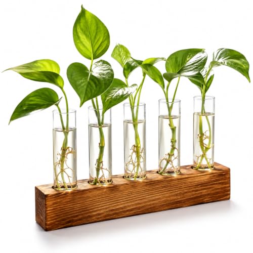 Plant Propagation Station, Plant Terrarium with Wooden Stand