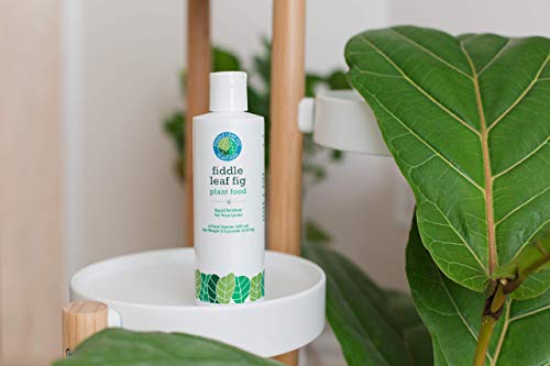 Fiddle Leaf Fig Welcome Bundle - view 2