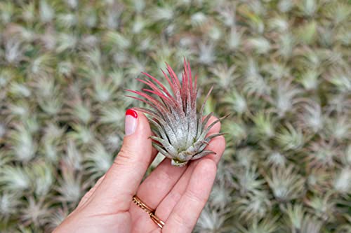 12 Pack Assorted Large Ionantha Rubra Air Plants - Live Succulent House Plants - Available in Wholesale and Bulk - Home and Garden Decor - Easy Care Indoor/Outdoor Air Plant - view 3