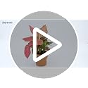 3 Pack Plant Self Watering Globes Top Fill for Indoor Plastic Water Bulbs Slow Release Terracotta 13oz Self Watering Planter Insert Automatic Drip Irrigation Water Spikes Stakes Devices System - view 7