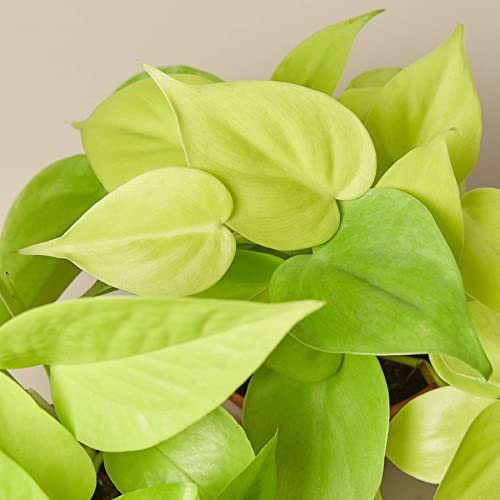 Pothos Neon Live Plant for Indoor | Houseplants in 4'' & 6'' Pot - view 5