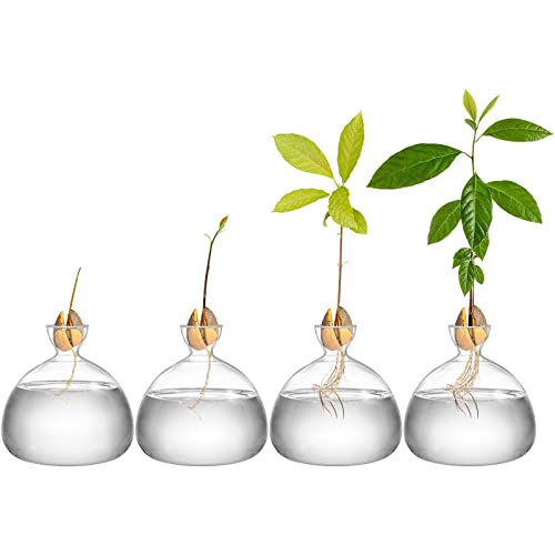Avocado Seed Starter Vase Planter, Clear Avocado Tree Growing Kit Pot, Medium Avocado Vase Grow Glass Plant Pot Gift for Indoor Outdoor (Pack of 2) - view 3