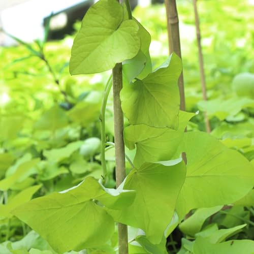 Natural Bamboo Plant Stake, 2FT, 30Pcs - view 7