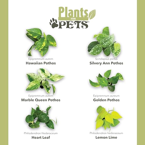 Pothos & Philodendron 6PK, Easy Plant Care, 2 in. Pots, Small House Plants - view 6
