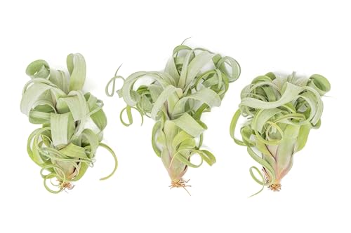 Tillandsia Curly Slim (T. Intermedia x T. Streptophylla) Air Plant - Succulents - Live Tillandsia - Easy Care Indoor and Outdoor House Plants (Pack of 1) - view 2