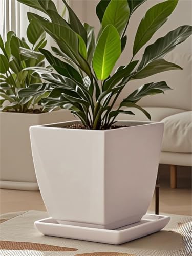 Square Ceramic Plant Saucer Tray 10 11 12 Inch White,12.4" OD x10.8 ID x1.4 Deep| Sturdy Heavy Duty Glazed Planter Drip Flower pots with Catch Basin for Indoor Outdoor Plants(12" White) - view 6