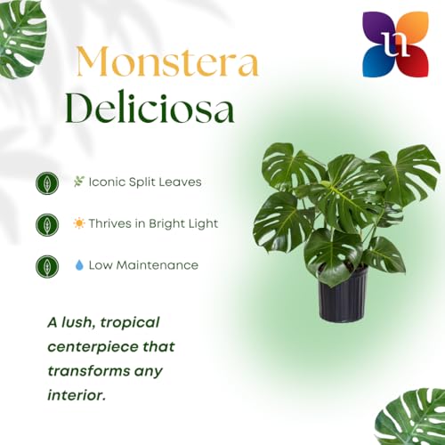 United Nursery Monstera Deliciosa Bundle 2-Pack Large 30-36 inches Tall Live Indoor Swiss Cheese Plants 10 inche Plants Pots, Air Purifying Tropical Floor Plants for Home and Office Decor - view 3