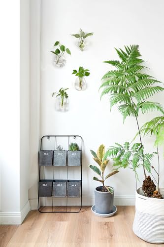 Wall Propagation Planters, 4 Pack Glass Hanging Vase Plant Holder - view 3