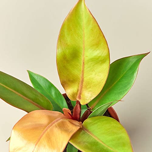 Philodendron Prince of Orange Live Plant | Houseplants in 4'' & 6'' Pot - view 4