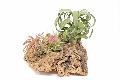 Medium Tabletop Cork Bark Display with 3 Tillandsia Air Plants - Wholesale and Bulk - Succulents - Live Tillandsia - Easy Care Indoor and Outdoor House Plants