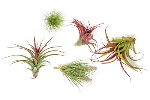 Premium Florida-Grown Collection of Tillandsia Air Plants - Wholesale and Bulk - Succulents - Live Tillandsia - Easy Care Indoor and Outdoor House Plants (Set of 10) - view 2
