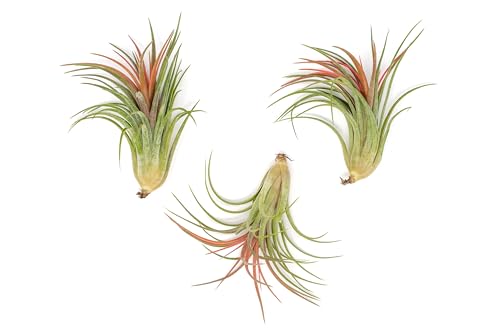 Large Air Plants Ionantha Victoriana 4 to 6 inch - Available in Wholesale and Bulk - Live Succulent House Plants - Home and Garden Decor - Easy Care Indoor and Outdoor Plants (Pack of 1) - view 3