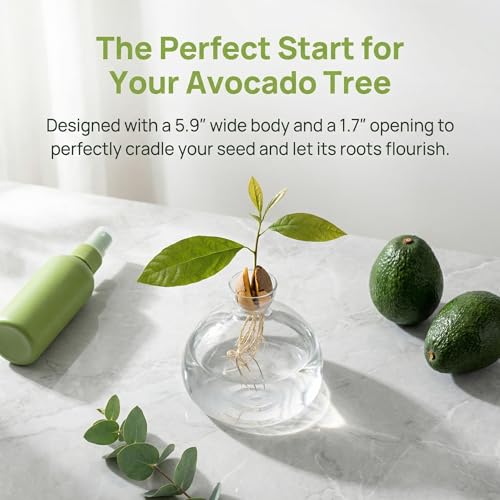 Avocado Seed Starter Vase Planter, Clear Avocado Tree Growing Kit Pot, Medium Avocado Vase Grow Glass Plant Pot Gift for Indoor Outdoor (Pack of 2) - view 5