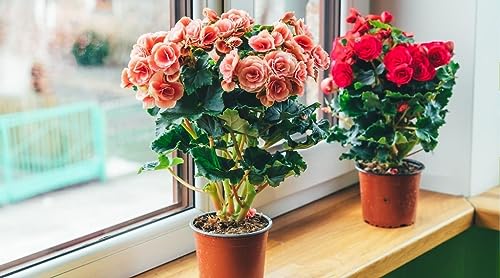 Begonia Plant Potting Soil - Experience Stunning Blossoms and Vibrant Growth with Professional Grade Mix - 10 Quart - view 2