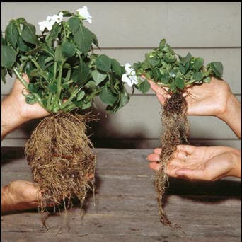 Sachets: Helps Your Plants Grow Bigger Faster and Stronger - view 3