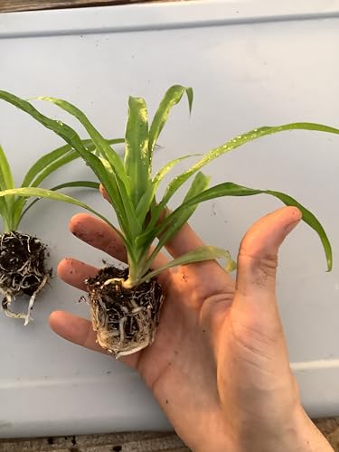 2 Green Spider Plants ~ Starter Plants ~ Live Plant for Home Office Decor - view 2
