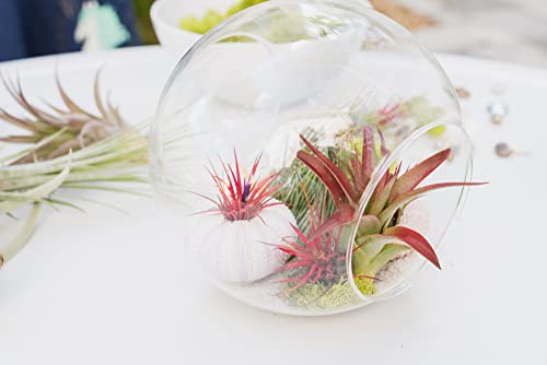 3 Pack XL Tillandsia Caput Medusae Air Plant - Live Tillandsia - Easy Care Indoor and Outdoor House Plants (Pack of 3) - view 5
