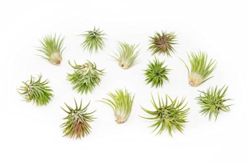 12 Pack Assorted Large Ionantha Rubra Air Plants - Live Succulent House Plants - Available in Wholesale and Bulk - Home and Garden Decor - Easy Care Indoor/Outdoor Air Plant