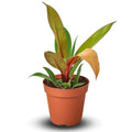 Philodendron Prince of Orange Live Plant | Houseplants in 4'' & 6'' Pot