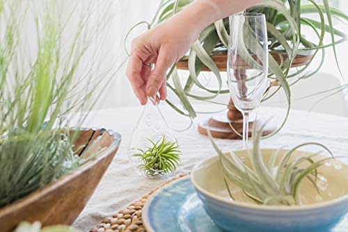5 Pack Large Air Plants Tillandsia Ionantha Guatemala - Live Succulent House Plants - Available in Wholesale and Bulk - Home and Garden Decor - Easy Care Indoor and Outdoor Plants (Pack of 5) - view 6