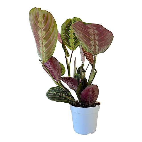 Red Prayer Plant, Red Maranta, Gorgeous Live Indoor Plant, Easy to Care and Rare Variety 4 inch Pot - view 4