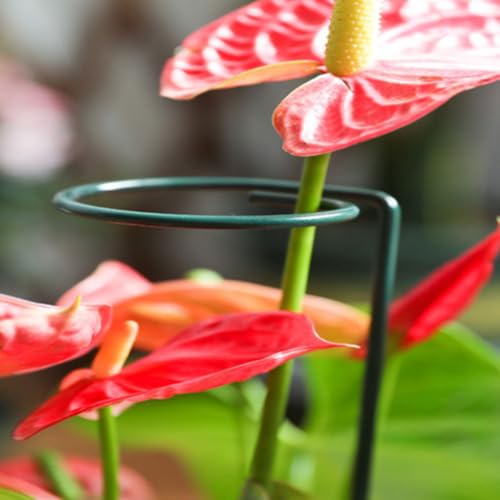 5pcs Iron Plant Support Stakes, Green Reusable Rods - view 5